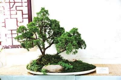 碧沙岗公园第三届盆景展在海棠筱苑举办