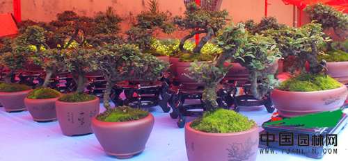云南盆景市场：微型盆景玲珑秀气行情好
