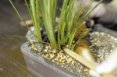 教你怎么做出一株盆景