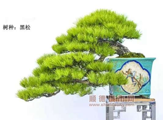 顺德第三届岭南盆景精品邀请展来啦