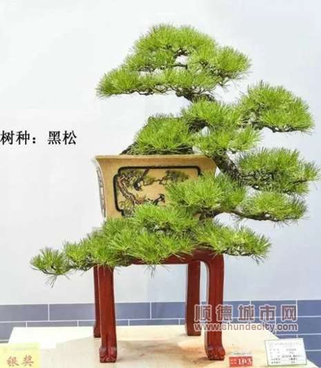 顺德第三届岭南盆景精品邀请展来啦