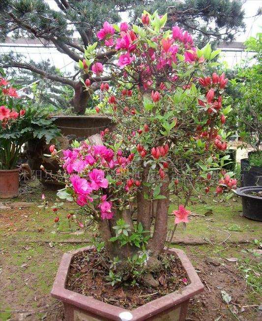 “十一”黄金周,去郑州人民公园看盆景艺术展吧!