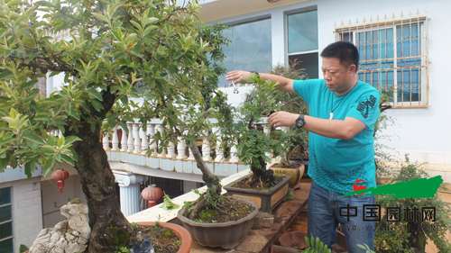 云南丘北:发挥资源优势 做大盆景产业 云南丘北发挥资源优势 做大盆景产业