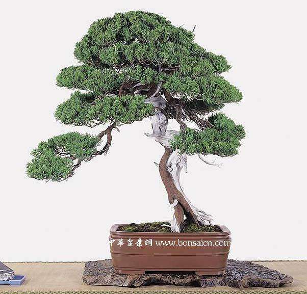 第十三届齐文化盆景大师邀请展于9月12日在临淄开展