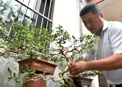 扬派盆景万氏技艺传人寸尺盆中妙手裁景
