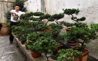 扬派盆景万氏技艺传人寸尺盆中妙手裁景