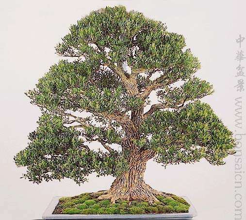 超6吨重金弹子盆景将现身 价值抵一套别墅