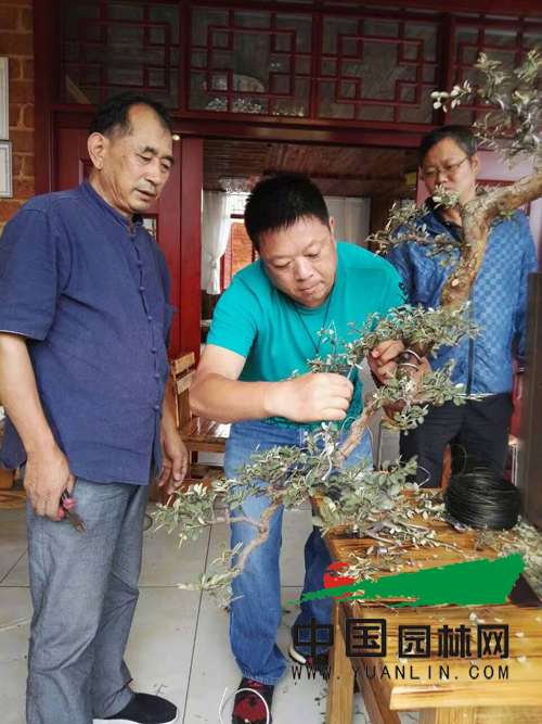 中国盆景艺术家亲临丘北盆协传经授艺 王选民先生大师指导周文创作荀子盆景