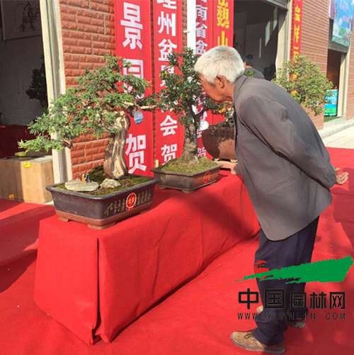 2016剑川石宝山歌会-首届剑川盆景展