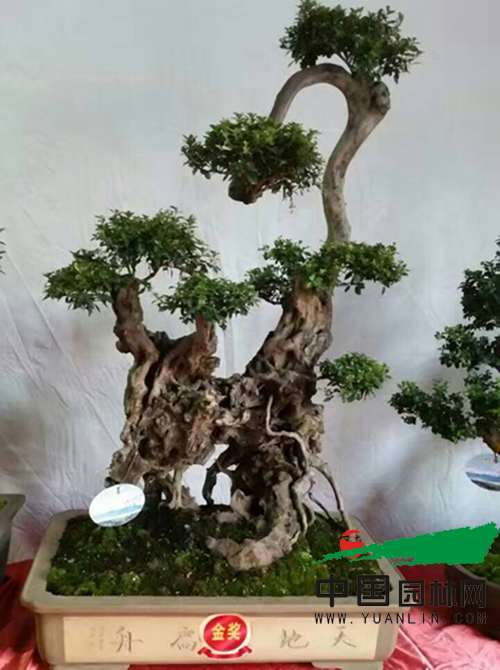 2016剑川石宝山歌会-首届剑川盆景展