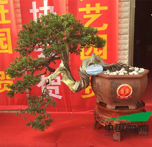 2016剑川石宝山歌会-首届剑川盆景展