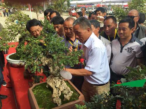2016剑川石宝山歌会-首届剑川盆景展