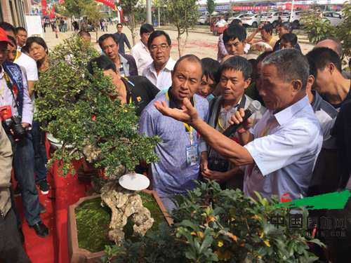 2016剑川石宝山歌会-首届剑川盆景展
