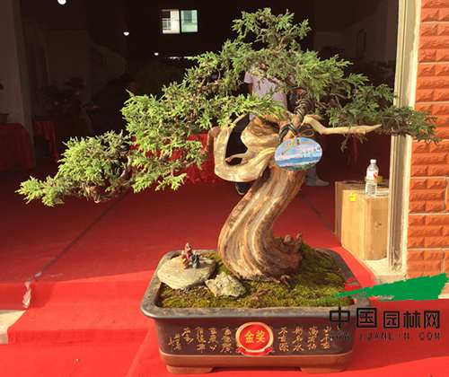 2016剑川石宝山歌会-首届剑川盆景展