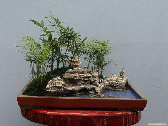 第七届云南盆景艺术展在通海文庙拉开帷幕