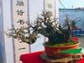 云南弥勒市120盆精品盆景同台媲美