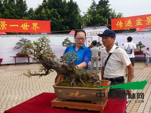 云南弥勒市120盆精品盆景同台媲美 云南弥勒市120盆精品盆景同台媲美