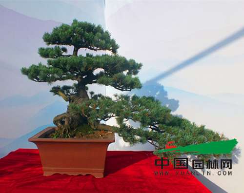 云南弥勒市120盆精品盆景同台媲美 云南弥勒市120盆精品盆景同台媲美