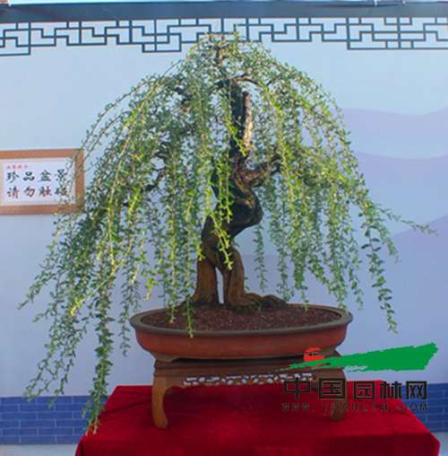 云南弥勒市120盆精品盆景同台媲美 云南弥勒市120盆精品盆景同台媲美
