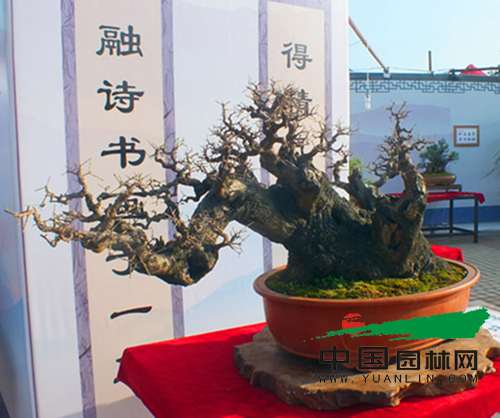 云南弥勒市120盆精品盆景同台媲美 云南弥勒市120盆精品盆景同台媲美