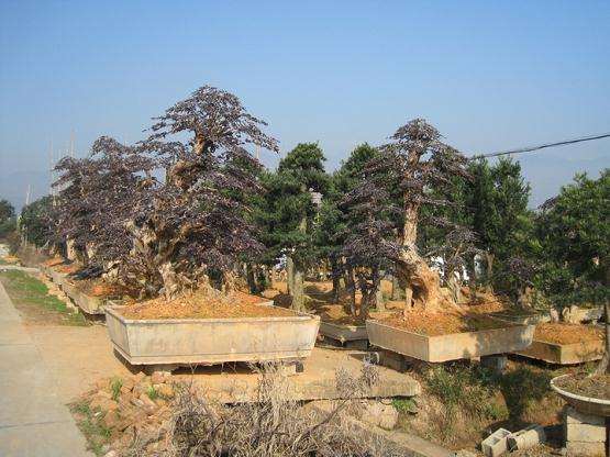 宿迁市首届盆景艺术展在项王故里开幕