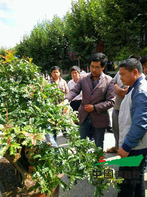 云南洱源县盆景展五天吸引盆友三万人次