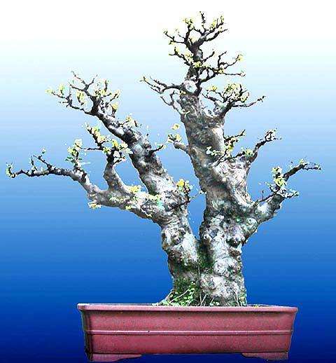 贵州省第二届盆景艺术展自7月20日开展以来