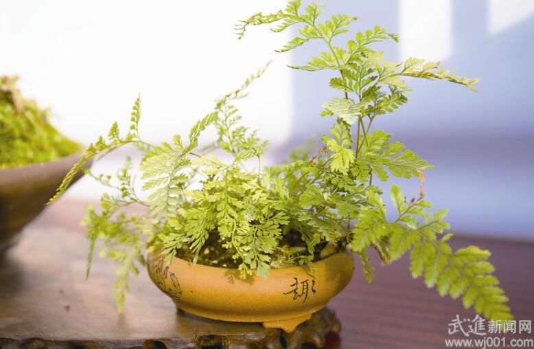 酷暑季节的盆景养护