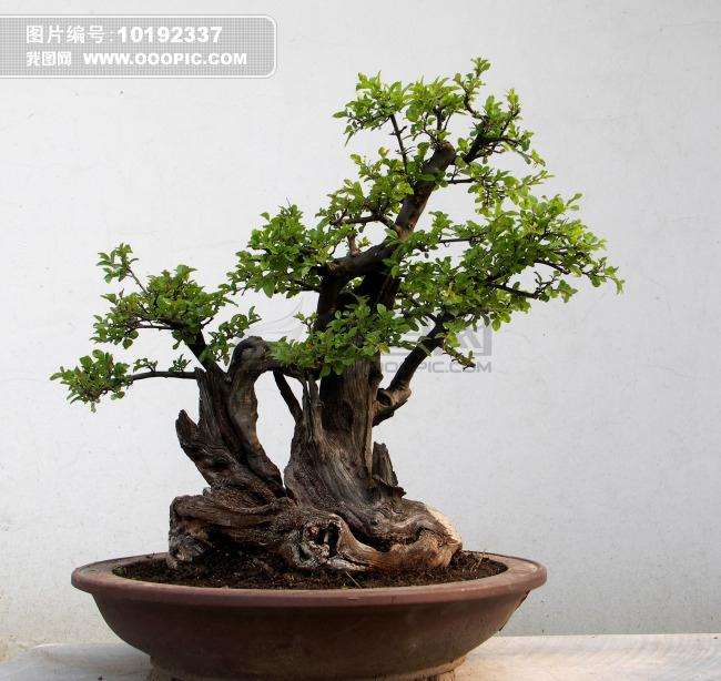 歙县举办徽派盆景技艺大展