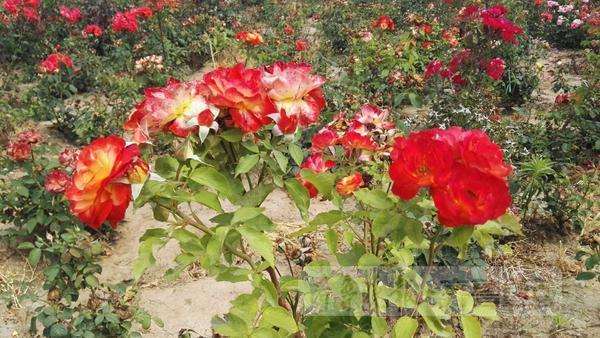 5万株月季胶州争艳，一农民引进30余个品种作盆景