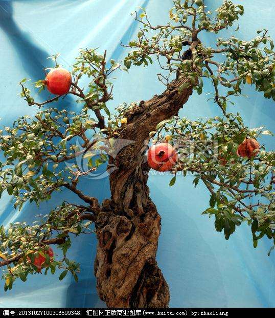 《匠心》：带您了解盆景制作人方武的故事