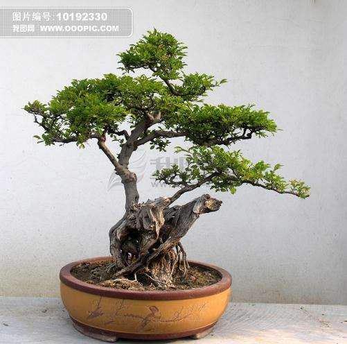 河南中州盆景文化园内有一株至少200年树龄的古国槐