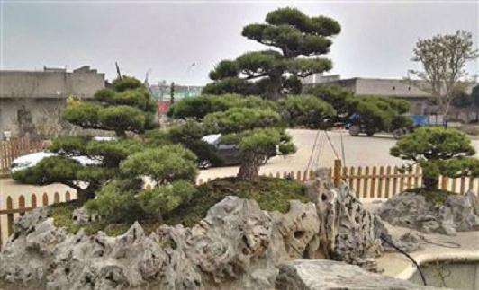 花木盆景“选美” 南京作品获大奖(图)