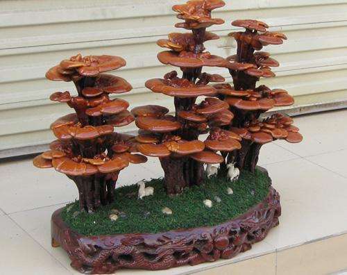 昔日灵药仙草今朝变身热销盆景