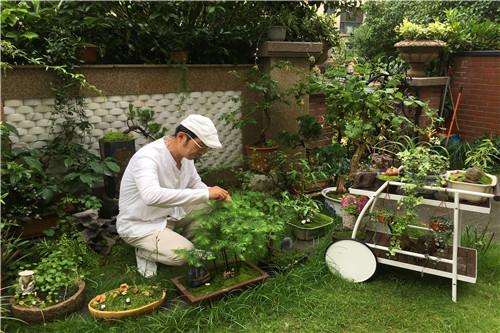 点击图片翻到下一页>> 盆景大叔郭进华正在修建植物