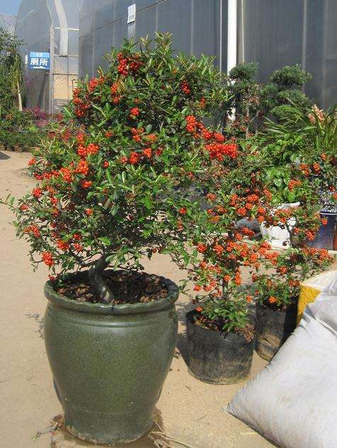 72岁老人的盆景世界