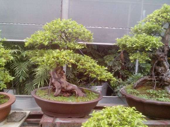 嵊州退休老人8年打造小品盆景