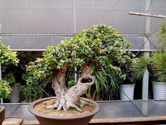 一位古稀老人与盆景的不解之缘