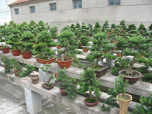 本次 “苏派盆景精品展”汇聚了苏州园林精品盆景作品70余件