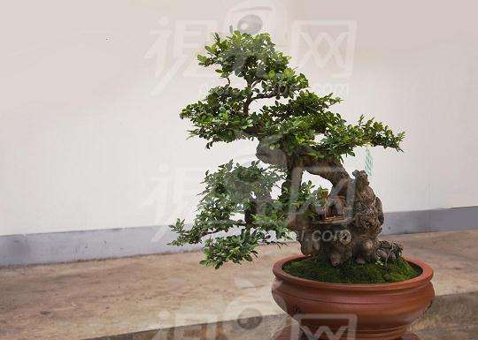 退休老人愿意把盆景技术无偿传授给市民