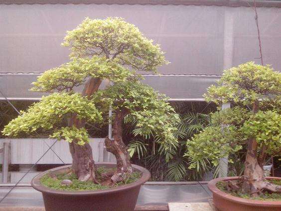 退休老人五年育出枯木逢春的盆景