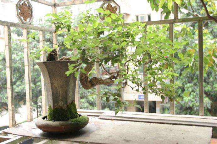 痴迷盆景艺术的老人家