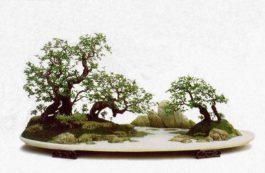 武汉退休老人迷上盆景艺术