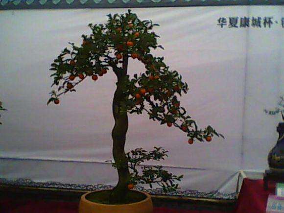 71岁的杨汝祥老人精心塑造盆景作品