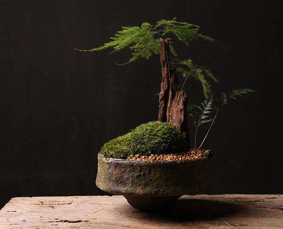 苔藓盆景的制作的7步骤