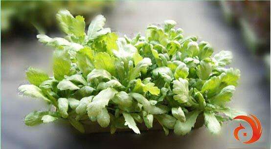 蔬菜盆景生意好 北京5000份蔬菜盆景销往河北地区