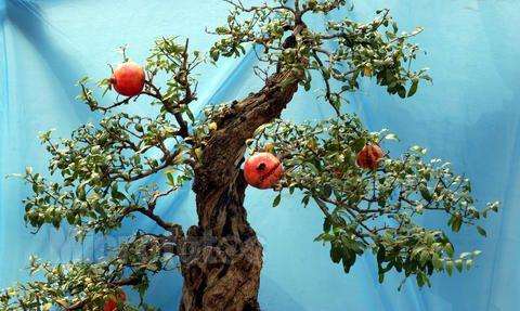 中国盆景艺术家协会江苏（如东）会员活动中心成立