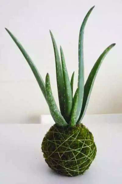 【盆景艺术】绿植的新玩法&mdash;&mdash;苔玉盆景