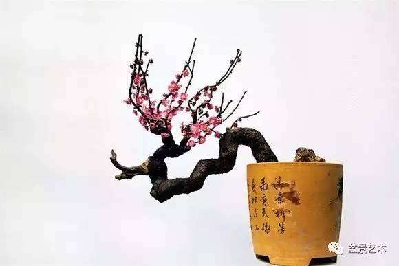 梅花盆景的栽培与管理