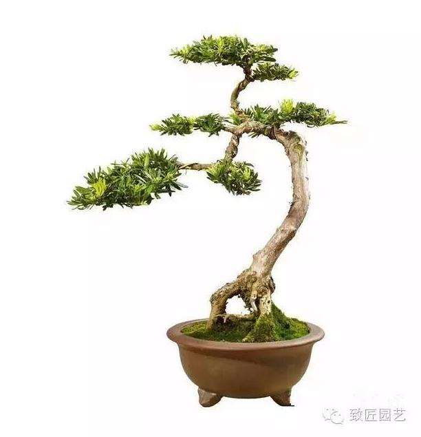 微型盆景的取材和造型